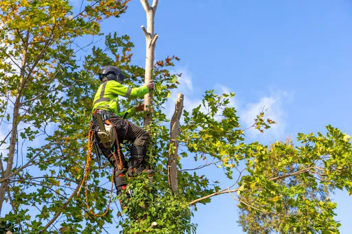 Featured image for “Why Should an Arborist Trim My Trees?”