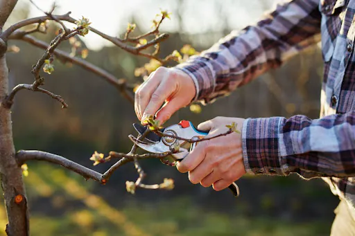 arborist clipping branches off a tree