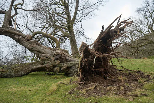 A fallen tree in the middle of the field. It is an old tree.