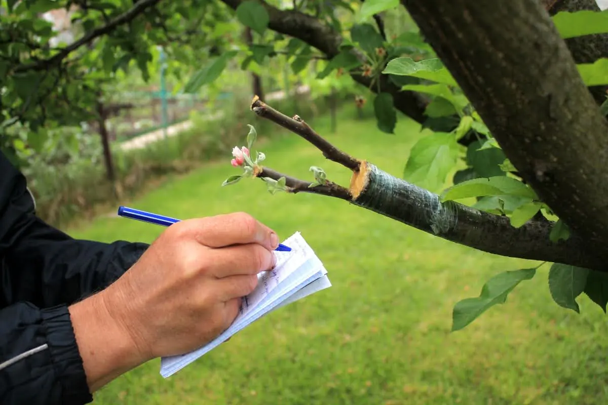 Featured image for “How to Monitor Trees for Signs of Insects & Diseases”