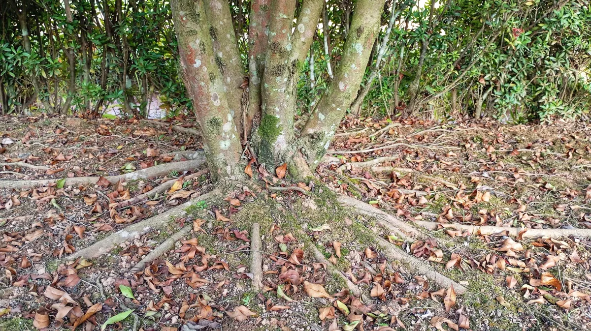 Featured image for “The Top Benefits of Root Invigoration”