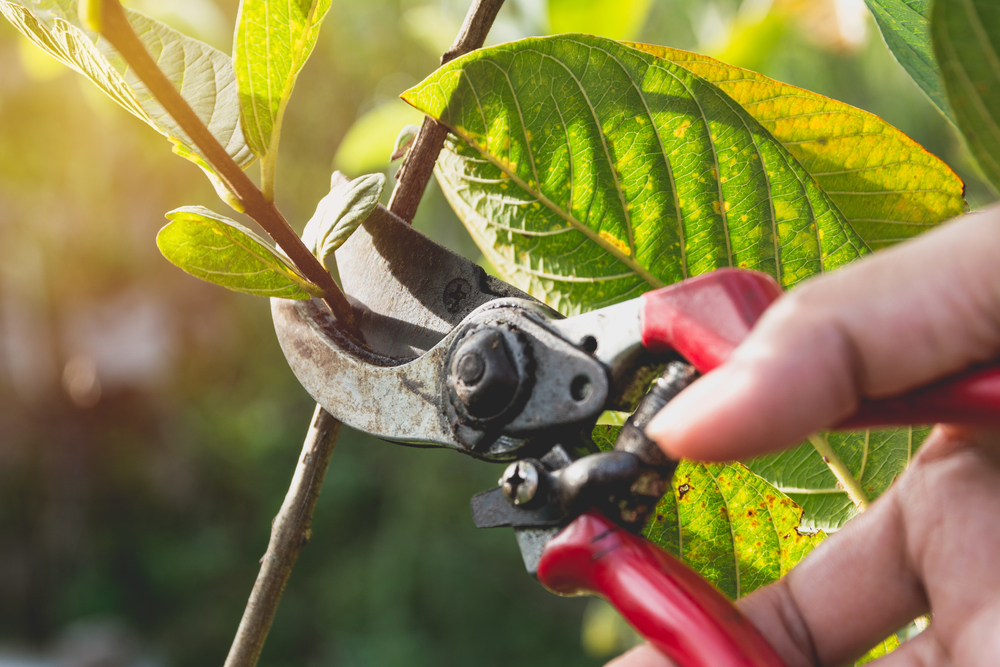 Featured image for “The Long-Term Benefits of Proper Tree Pruning”