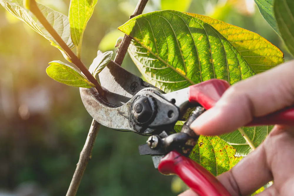 Featured image for “The Long-Term Benefits of Proper Tree Pruning”