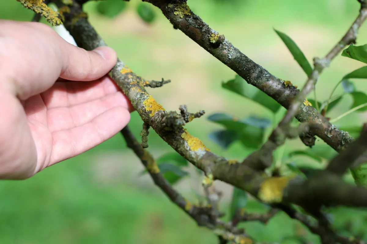 A small tree with diseased branches that need to be pruned