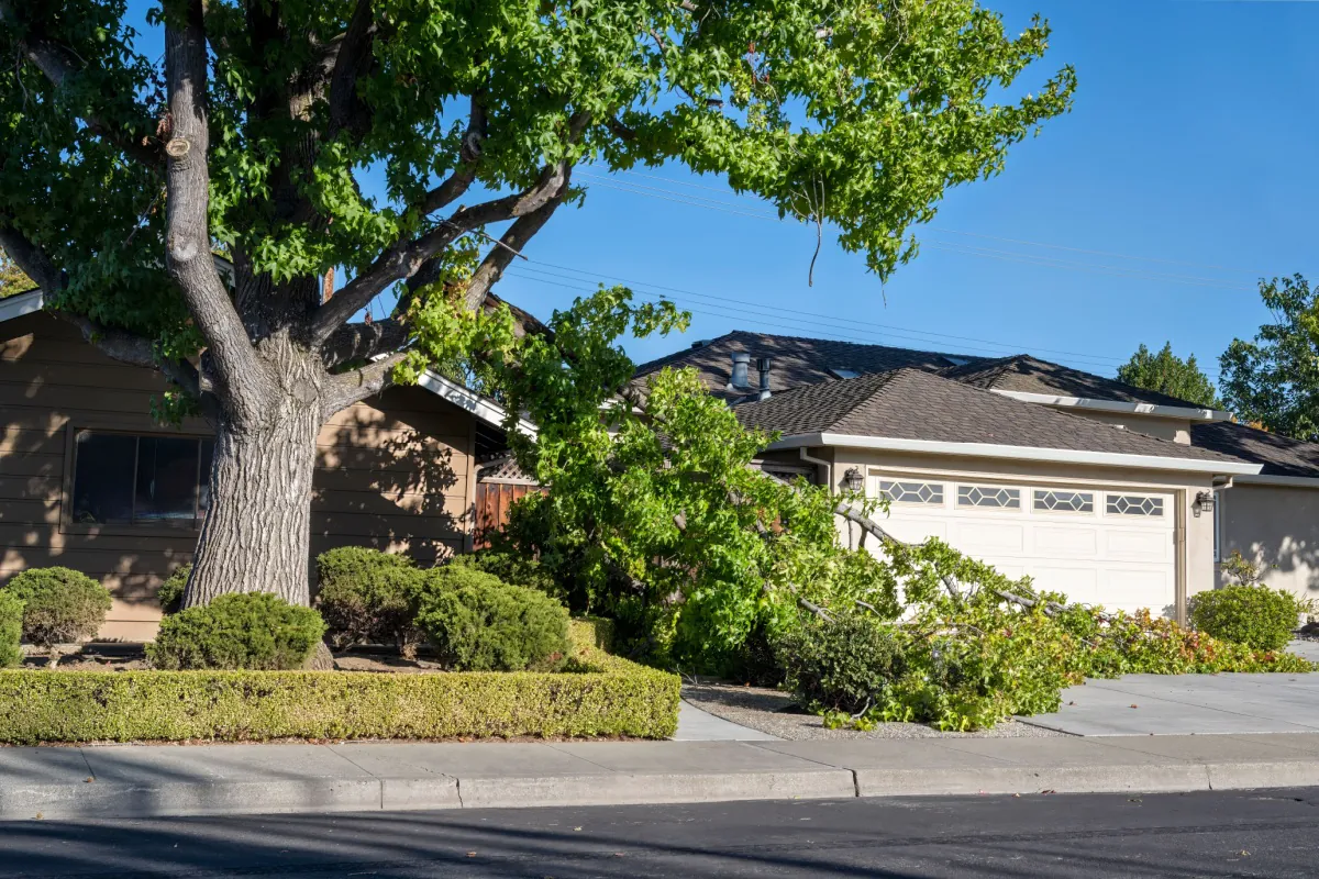 A tree that has been affected by a storm - a whole branch has broken off and fallen near a home