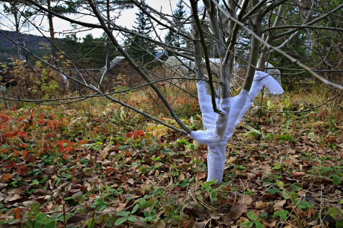 Featured image for “How to Prepare Your Trees for Winter”